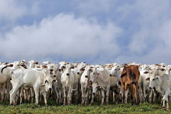 Retenção de Fêmeas e Confinamento Reduzem Oferta de Gado no Brasil