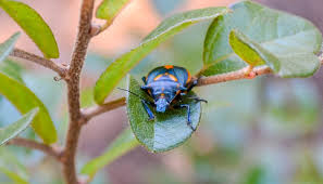 Some insects are fine for the most part, whereas others are toxic or even venomous. Can Dogs Eat Bugs Insects Your Dog Can And Cannot Eat