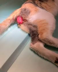 Image result for Rectal prolapse