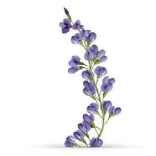 Image result for Indigofera dendroides