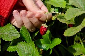Strawberries can be transplanted early in the season (even before the final frost of the season). The Best Tasting Strawberry Varieties To Grow In Your Garden Home For The Harvest