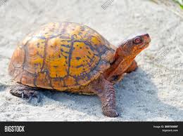 Box Turtle Walking Image Photo Free Trial Bigstock