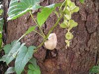 Image result for Phragmanthera cornetii