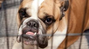 Browse, search and compare dog foods in the world's first interactive dog food directory! Best Dog Crates For English Bulldogs Ratings Reviews