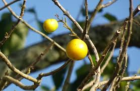 Image result for Gmelina