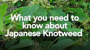 How to kill japanese knotweed. Japanese Knotweed Map Shows Infestation Hotspots In Leicestershire Leicestershire Live