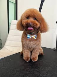 Reno, groomed by Taylor Matherly