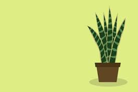 Step by step easy animals drawing tutorials and drawing lessons for kids of all ages. Snake Plant Stock Illustrations Cliparts And Royalty Free Snake Plant Vectors