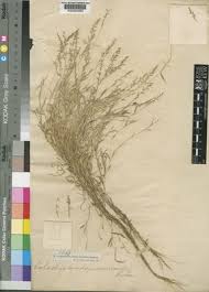 Image result for Coelachne africana