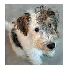 Dear father christmas please can i have a fox terrier puppy. Pin By Tracey Conway On Dog Shots Fox Terrier Puppy Wire Fox Terrier Puppies Wire Fox Terrier