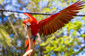 Parc Phoenix Les Oiseaux