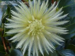 Image result for Phylica