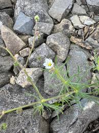 Image result for Spergula