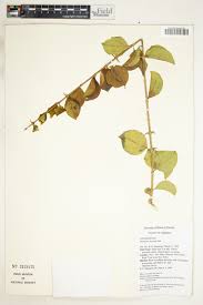 Image result for Strychnos innocua