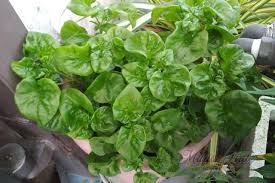 Banyak orang yang tidak mengetahui bahwa bayam brazil merupakan sayuran yang tepat untuk ditanam. Maria Firdz Lifestyle Blogger