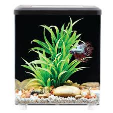 Top Fin Bettaflo Trade Relax Trade Betta Aquarium 2 Gallon Fish Starter Kits Petsmart In 2020 Betta Aquarium Betta Fish Tank Supplies
