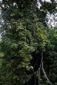 Image result for Astropanax goetzenii