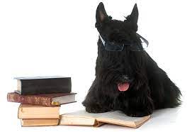 You might also draw inspiration from planets, national parks, authors, or fictional characters. 215 Literary Dog Names Awesome Name Ideas From Books