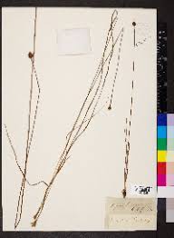 Image result for Xyris capnoides