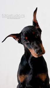 pin by korkut tamturk on doberman doberman pinscher dog doberman pinscher dogs
