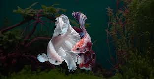 Pin On Aquarium In Chennai