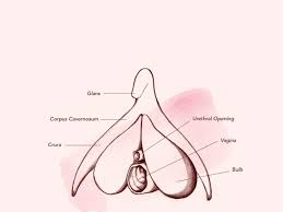 Doctors refer to this as clitoral atrophy. Clitoral Stimulation Is Important New Research Shows Teen Vogue