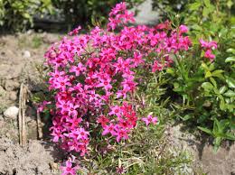 Rote teppiche werden häufig für besondere anlässe und empfänge vor dem eingang, auf treppen, aber auch am flughafen ausgerollt. Teppich Flammenblume Scarlet Flame Beste Sorten Stauden Wissen