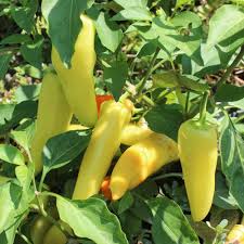 Paprika ist nicht direkt als anspruchsvolle pflanze zu bezeichnen, allerdings stellt er schon einige wer paprika aus samen ziehen möchte, sollte diese eine kleine schale bringen und ab mitte märz. Samen Fur Ca 20 Pflanzen Hungarian Yellow Wax Scharf Paprika Paprika Und Chili Samenfritze