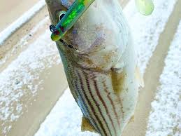 Do not touch or bend the needle. New Jersey Striped Bass Thanksgiving Blitzes On The Water