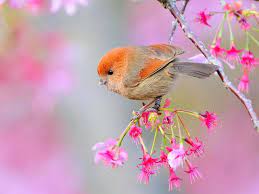 Download these wallpaper desktop background images in hd resolution for free. 50 Beautiful Birds Wallpaper On Wallpapersafari