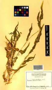 Image result for Panicum heterostachyum