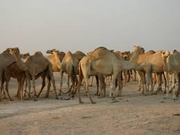 Why do you ask me? Abu Dhabi Rich Pay Millions For Camels While Arab World Stays Poor Green Prophet