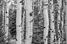 Black And White Aspen Tree Pictures Tree Grove Black And White Aspen Aspen Trees Mural Wallpaper Tree Wallpaper