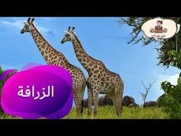 معلومات عن حيوان الزرافة من راويتي تروي قصة youtube giraffe animals