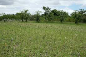 Image result for Enneapogon cenchroides