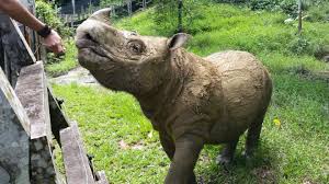 Jun 22, 2021 · zoo osnabrück: Malaysia Trauert Um Letztes Mannliches Sumatra Nashorn Tam Stern De