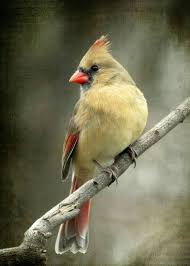 Small Birds That Look Like Cardinals Pin By Annie On Cardinals Cardinal Birds Colorful Birds Beautiful Birds