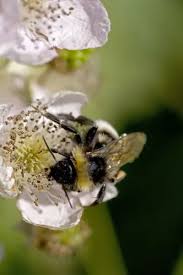 Image result for Bombus lucorum