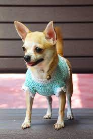 Pin On Chihuahuas