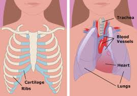 When any of these organs are infected, inflamed, or injured, pain can radiate under and around the left rib cage. X Ray Exam Chest For Parents Nemours Kidshealth