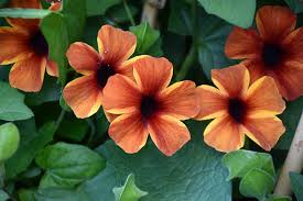 Image result for Thunbergia alata
