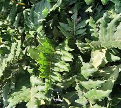 Image result for Blechnum