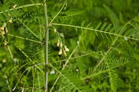 Image result for Sesbania sesban