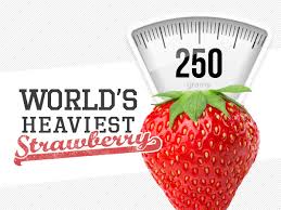 For each offer ordered, get 3 potted plants (3 plants) grows in zones: 250 Gram Strawberry Breaks 32 Year Old World Record Anuk Mobile