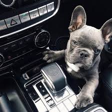 County business patterns estimated the number of people employed in pet care services rose 111% from 2007 to 2017. Happy National Rescue Dog Day We D Love To See Pictures Of Your Fur Babies Bonus Points If They Are In Your Car N In 2020 Dog Shots Mercedes Benz Love Your