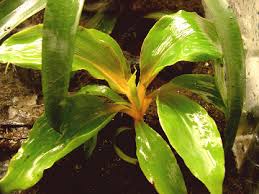 Image result for Chlorophytum filipendulum
