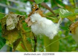 Image result for Gossypium barbadense
