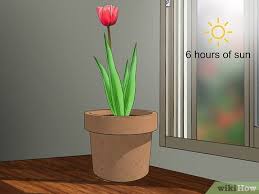 Dreamstime is the world`s largest stock photography community. How To Grow Tulips In Pots With Pictures Wikihow