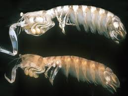 Apr 25, 2017 · shrimp. The Zebra Mantis Shrimp 9 Surprising Things About The Biggest Baddest Shrimp In Hawaii