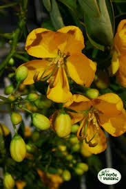 Check spelling or type a new query. Cassia Una Specie Da Fiore Per L Autunno A Clima Mite
